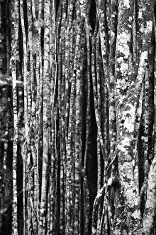Nature Photography Australia Drucke: Black and white, structure, pattern