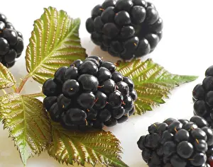 Blackberry Nutrition Drucke: Blackberries
