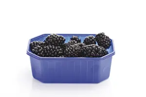 Blackberry Nutrition Drucke: Blackberries in a plastic box