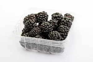 Studio Shot Of Berries Drucke: Blackberries in a plastic storage container