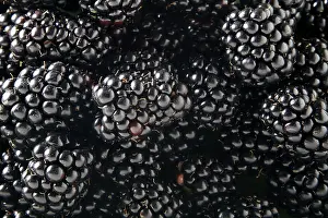 Blackberry Detail Drucke: Blackberries (Rubus sectio Rubus)