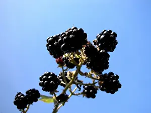 Summer Fruit Drucke: Blackberry