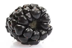 European Blueberry Drucke: Blackberry