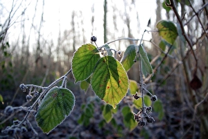 Deserted Fruit Scene Drucke: Blackberry (Rubus), Leaf, Winter