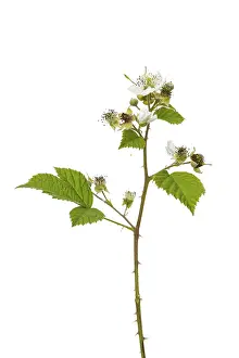 Blackberry Plant Drucke: Blackberry (Rubus sect. Rubus)