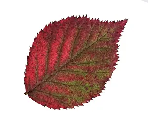 Central Europe Autumn Mood Drucke: Blackberry (Rubus sect. Rubus)