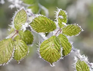 German Winter Nature Scene Drucke: Blackberry (Rubus sectio Rubus)