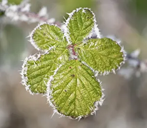 Hoarfrost Blackberry Drucke: Blackberry (Rubus sectio Rubus)