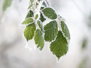 Hoarfrost Blackberry Drucke: Blackberry (Rubus sectio Rubus)