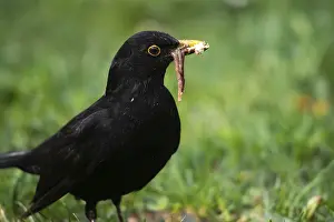 Drucke von Schwarzer Star, schwarzer Star, Regenwurm, Lumbricidae, Turdus merula, Vögel, Beutejagd, Beutejagd , Passeriformes , Regenwurm , Sängerarten , Vögel Amsel Drucke: Schwarzer Vogel, schwarzer Vogel, Regenwurm.