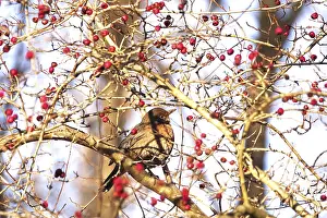 Eurasian Blackbird Habitat Drucke: Blackbird in a tree, winter, Germany