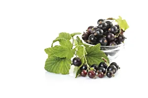 Fruity Food Photography Drucke: Blackcurrants (Ribes nigrum)