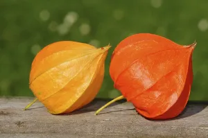 Chinese Lantern Plant Drucke: Bladder Cherry, Chinese Lantern