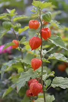 Blasenbeere (Physalis alkekengi)