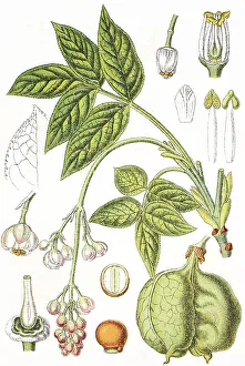 Agricultural Crops Images Drucke: Bladdernut (Staphylea pinnata)