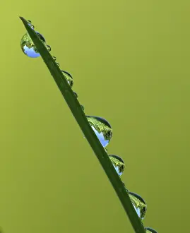 Water Reflection Photography Drucke: Blade of grass