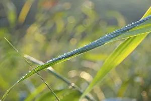 Deserted Outdoor Landscapes Drucke: Blade of grass with dew drops
