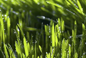 Dew Drop Images Drucke: Blade of grass with dew drops against light