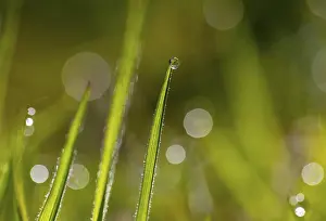 Europe Waterfront Scenes Drucke: Blade of grass with dewdrops, Austria