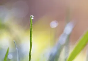 Deserted Europe Landscape Drucke: Blade of grass with dewdrops, Austria