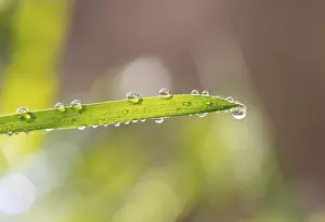 Dew Drop Photography Drucke: Blade of grass with dewdrops, Austria