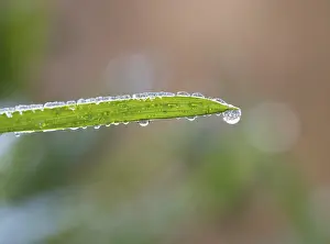 Uninhabited European Landscape Drucke: Blade of grass with dewdrops, Austria