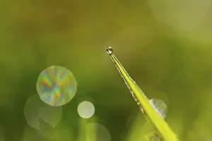 Uninhabited Austrian Landscapes Drucke: Blade of grass with dewdrops, Austria