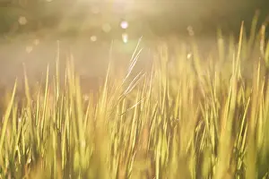 Central European Botany Images Drucke: Blade of grass, Germany