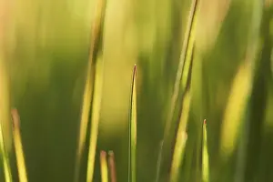 German Federal Republic Botany Drucke: Blade of grass, Germany