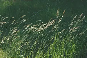 Summer Vegetation Drucke: Blade of grass in the wind