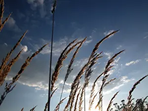Open Air Landscape Shots Drucke: Blades OF grass