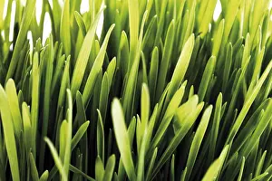 Studio Shot Of Plants Drucke: Blades of grass