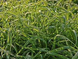 Dew Drop Details Drucke: Blades of grass with dew drops