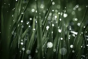 Deserted Bavaria Landscape Drucke: Blades of grass in detail with dewdrops