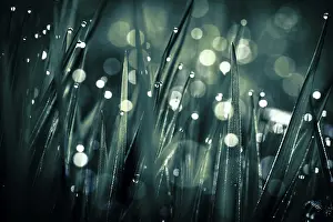 Dewdrop Close Up Drucke: Blades of grass in detail with dewdrops