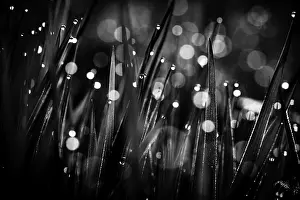 Deserted Landscape Germany Drucke: Blades of grass in detail with dewdrops