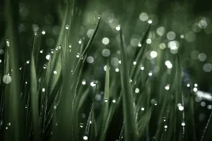 Close Up Dew Drops Drucke: Blades of grass in detail with dewdrops