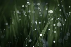 Deserted Bavaria Landscape Drucke: Blades of grass in detail with dewdrops