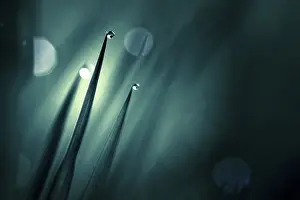 Bavaria Germany Travel Photography Drucke: Blades of grass in detail with dewdrops