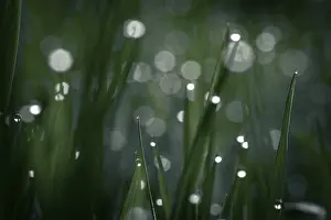 Water Droplets On Grass Drucke: Blades of grass in detail with dewdrops
