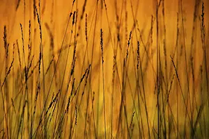 Close Up Grass Detail Drucke: Blades of grass, pattern, Mondsee region