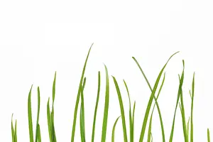 Plain White Background Drucke: Blades of grass on a white background