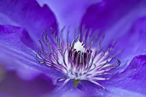 Ranunculaceae Family Plant Drucke: Blaue Clematis