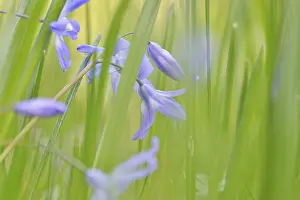 German Spring Landscape Drucke: Blaustern, spring, Germany