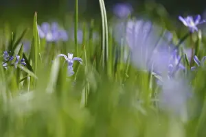 Spring In Germany Drucke: Blaustern, spring, Germany