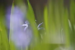 German Spring Drucke: Blaustern, spring, Germany