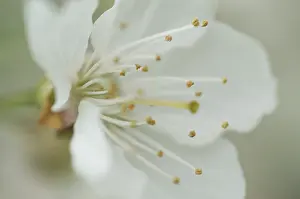 Fruit Tree In Bloom Drucke: Bloom