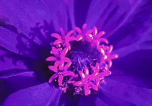 Colorful Blooms Drucke: Bloom
