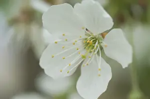 Macro Photo Of Flowers Drucke: Bloom