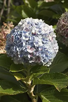 Mophead Hydrangea Details Drucke: Bloom of Bigleaf Hydrangea macrophylla - Madeira